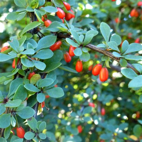 Barberry 